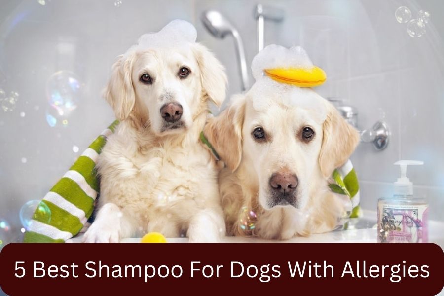 5 Best Shampoo For Dogs With Allergies