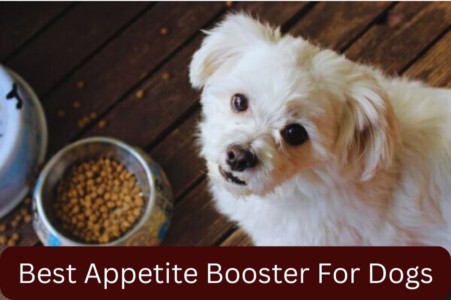 Best Appetite Booster For Dogs