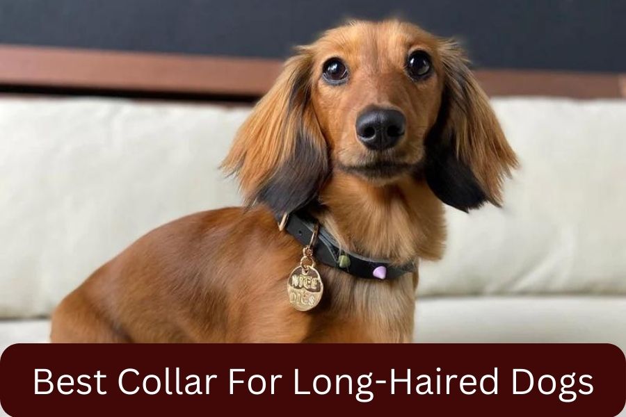 Best Collar For Long-Haired Dogs