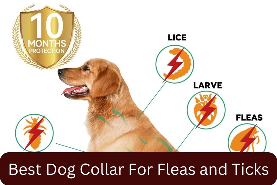 Best Dog Collar For Fleas and Ticks