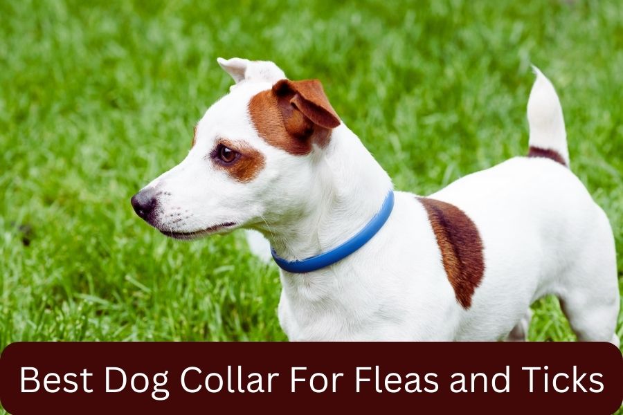 Best Dog Collar For Fleas and Ticks