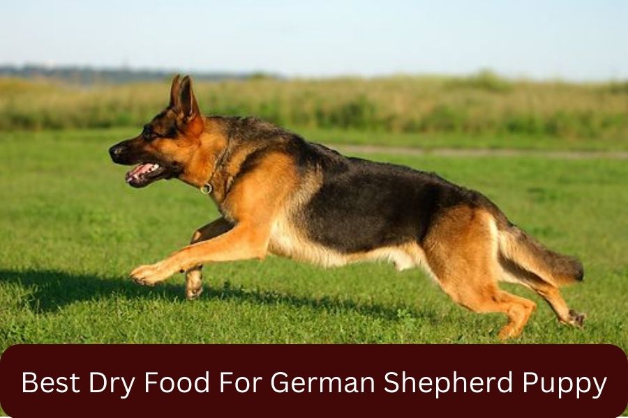 Best Dry Food For German Shepherd Puppy