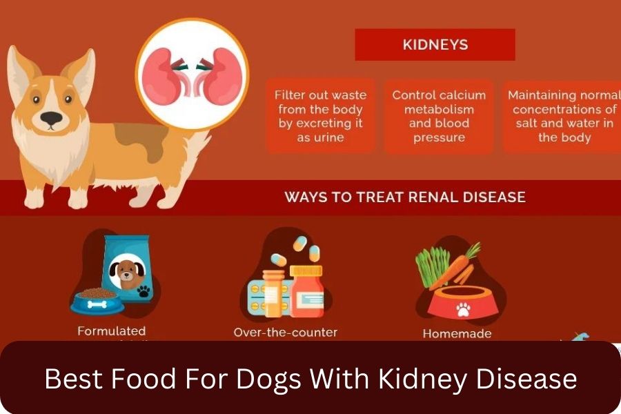 Best Food For Dogs With Kidney Disease