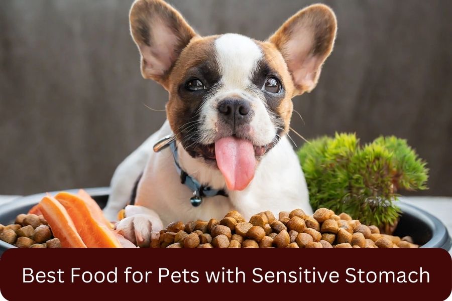 Best Food for Pets with Sensitive Stomach