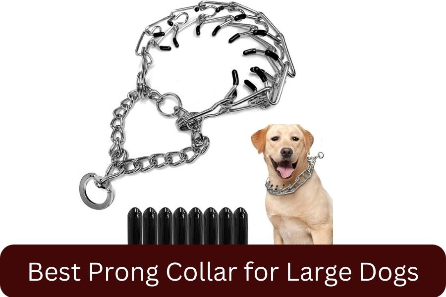 Best Prong Collar for Large Dogs