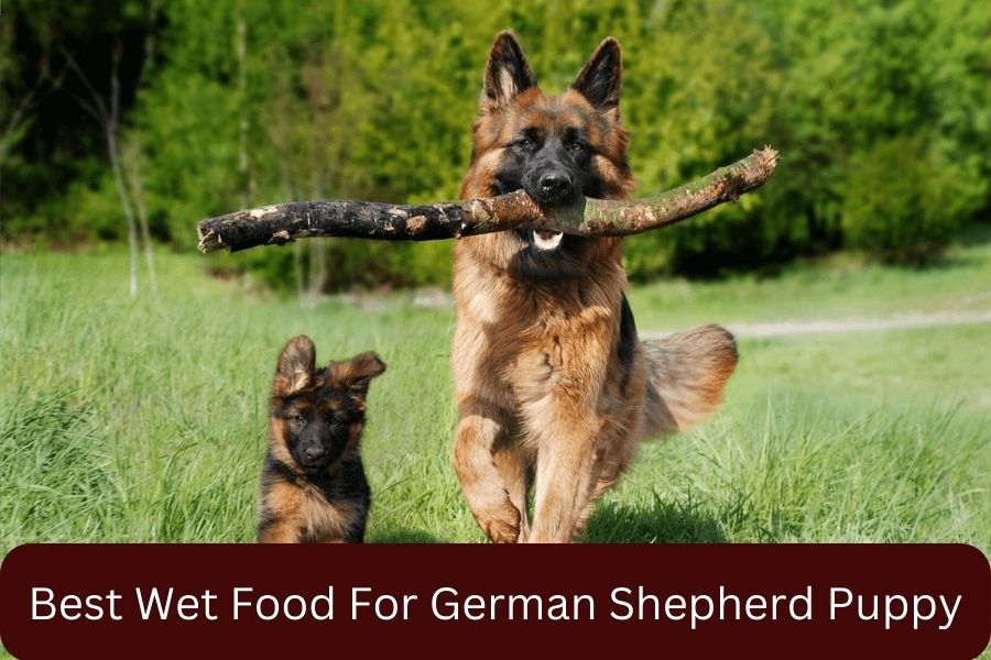 Best Wet Food For German Shepherd Puppy