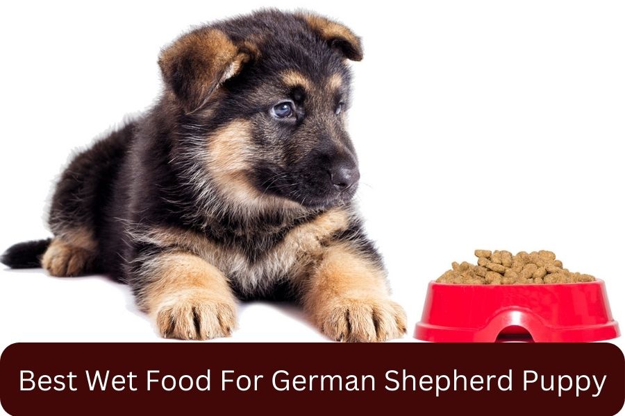 Best Wet Food For German Shepherd Puppy