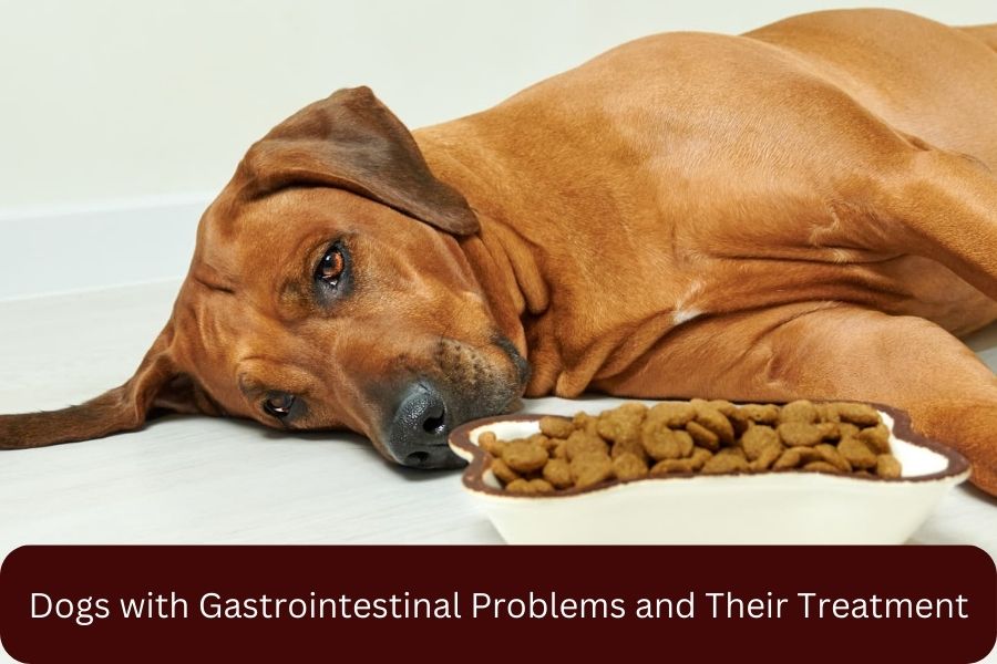 Dogs with Gastrointestinal Problems and Their Treatment