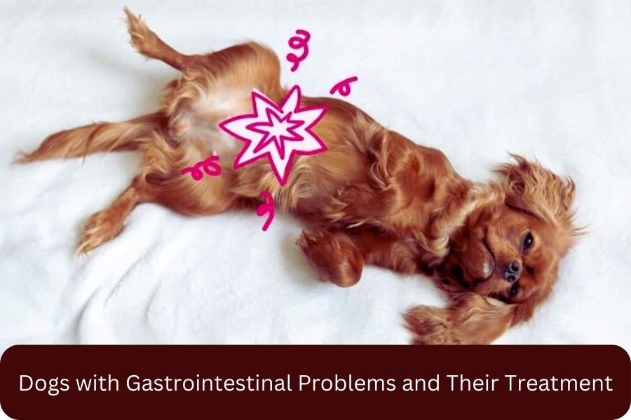 Dogs with Gastrointestinal Problems and Their Treatment