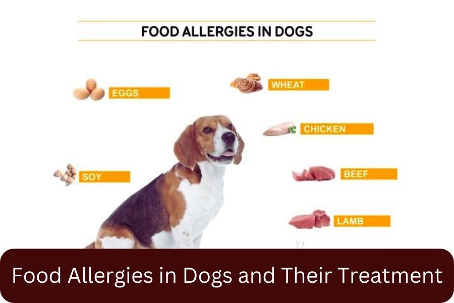 Food Allergies in Dogs and Their Treatment