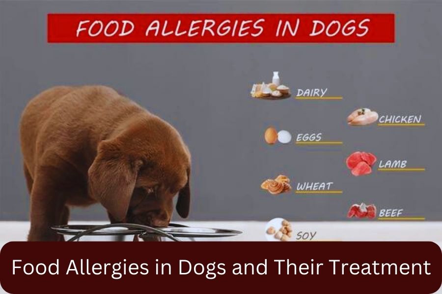 Food Allergies in Dogs and Their Treatment