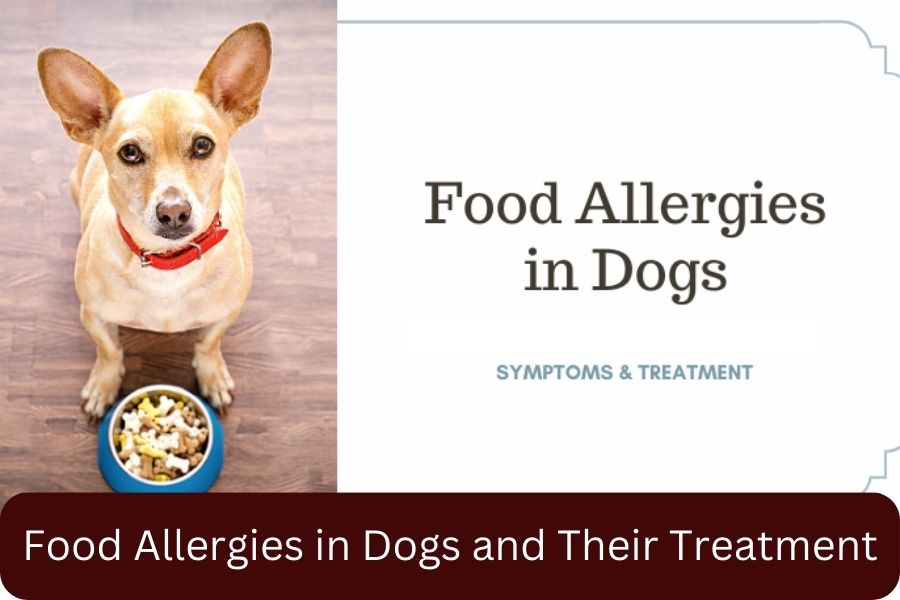 Food Allergies in Dogs and Their Treatment