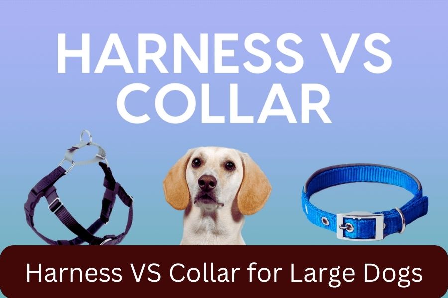 Harness VS Collar for Large Dogs
