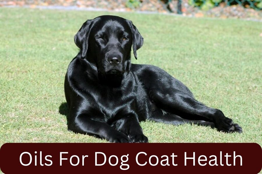 Oils For Dog Coat Health