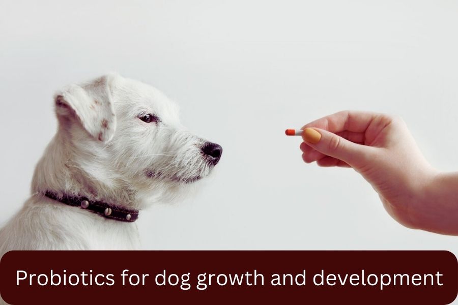 Probiotics for dog growth and development