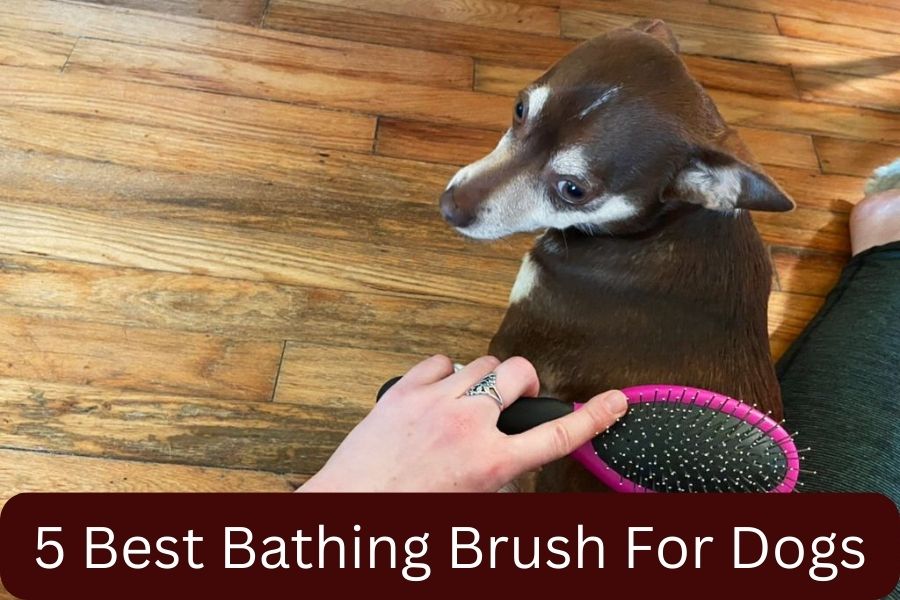 5 Best Bathing Brush For Dogs