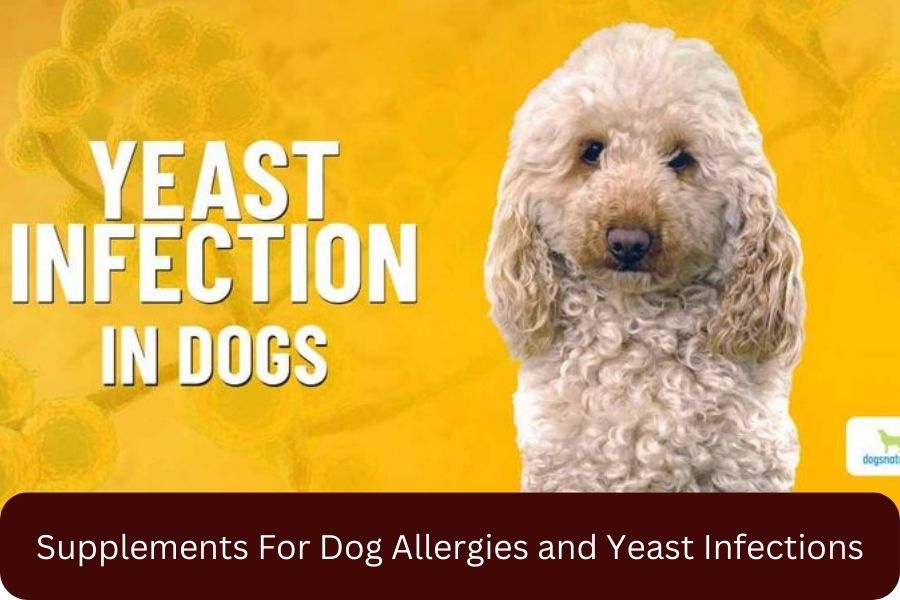 Supplements For Dog Allergies and Yeast Infections