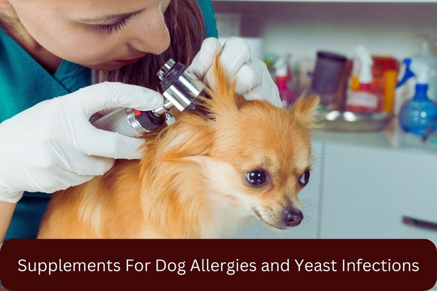 Supplements For Dog Allergies and Yeast Infections