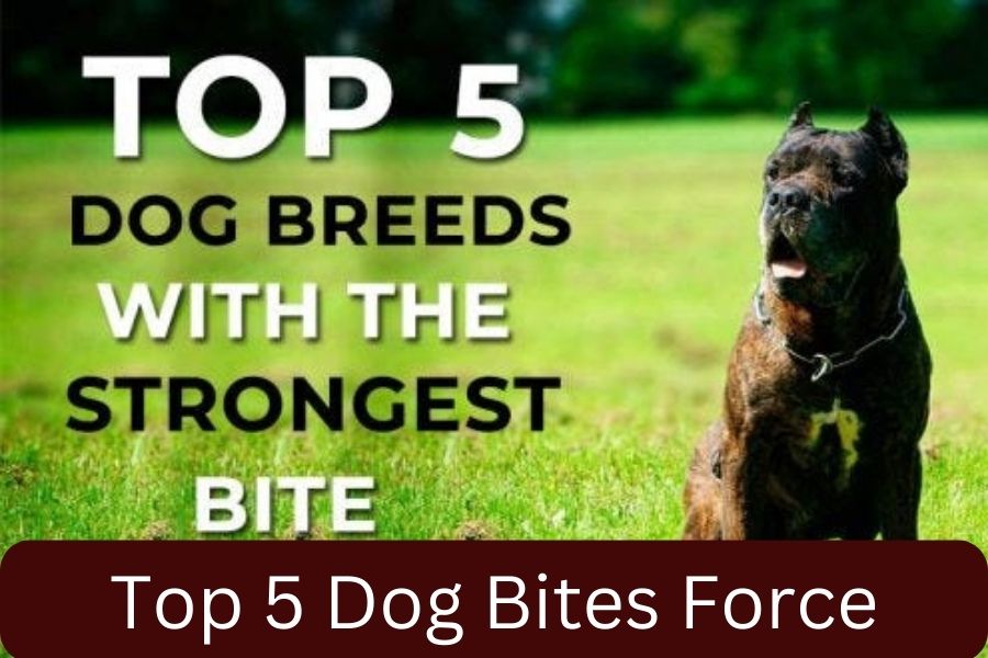 Top 5 Dog Bites Force