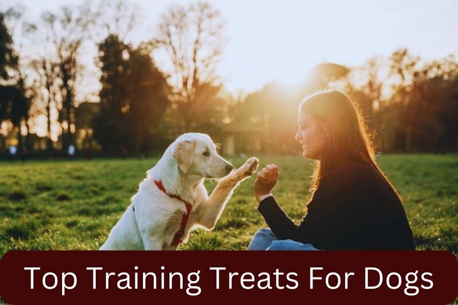 Top Training Treats For Dogs