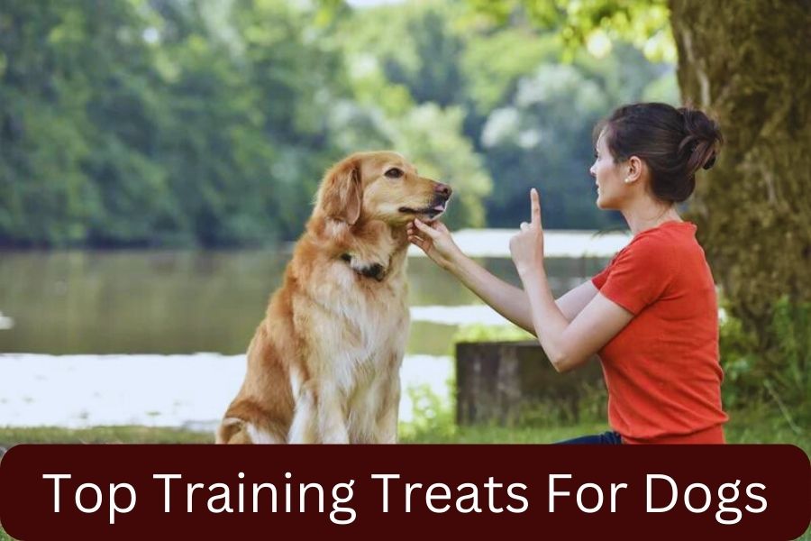 Top Training Treats For Dogs